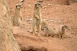 leipzig zoo-01_07_2011_zoo_allgemein_297